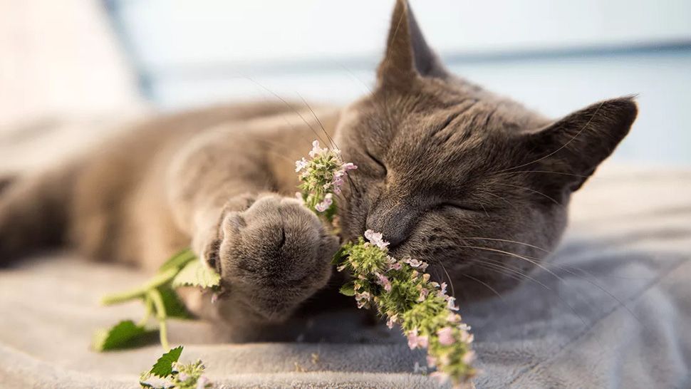 گیاهان آپارتمانی بی‌خطر برای گربه‌ها