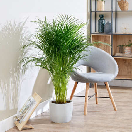 راهنمای جامع نگهداری از نخل اریکا در خانه و محل کار